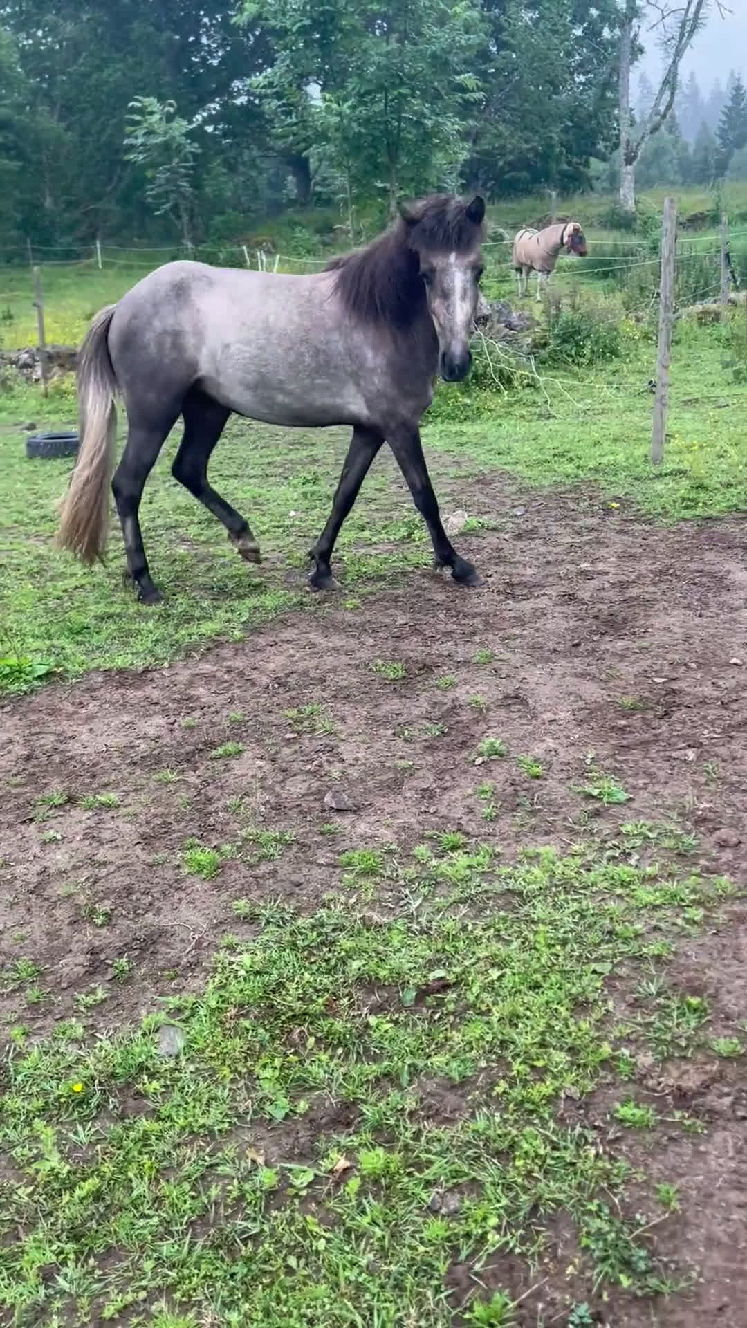 Island hästar till salu: Dísa- Sto 2 år i Korsberga - Video 3