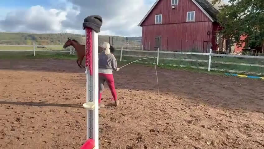 Dressyr hästar till salu: Zafferano sto - Video 4