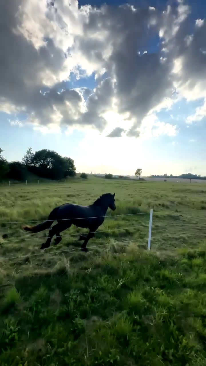 Övrigt hästar till salu: Charmig frieserkorsning – 4 årig unghingst i Saxtorp - Video 1
