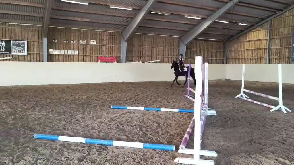 Allround hästar till salu: Superfint halvblod - Video 1