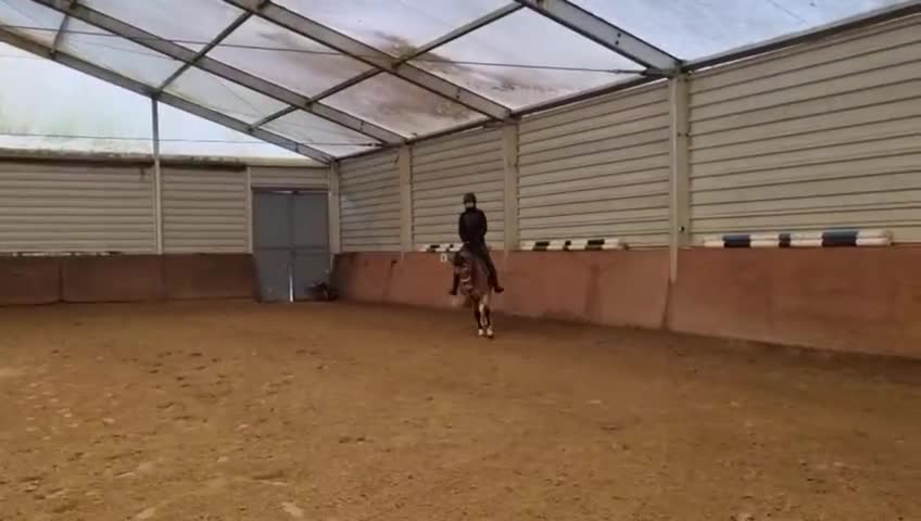 Hoppning hästar till salu: 🌟 Skøn allround pony til salg 🌟 - Video 2