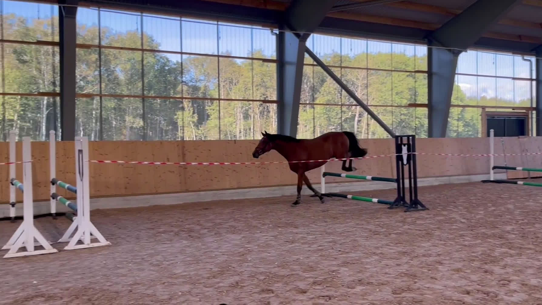 Hoppning hästar till salu: Lovande 2-åring i Hunnebostrand - Video 1