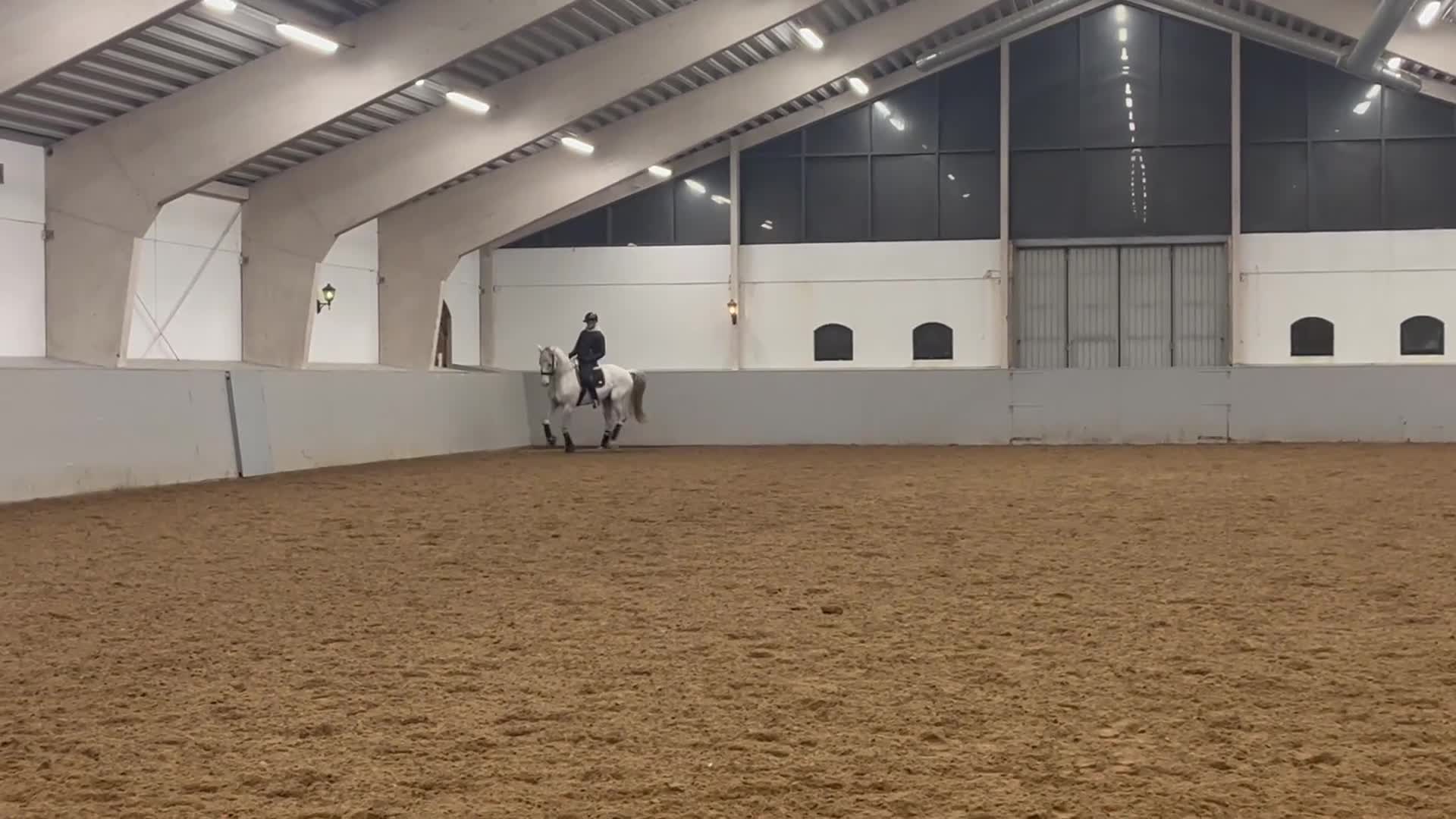 Dressyr hästar till salu: Snäll trevlig läromästare i Falkenberg - Video 2