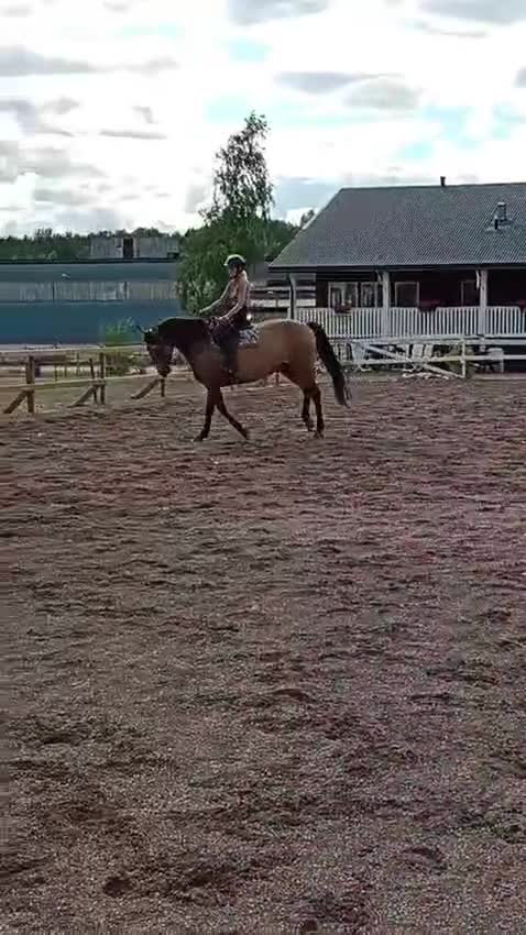 Allround hästar till salu: AMAZING VERSATILE PAIR 💝 - Video 2