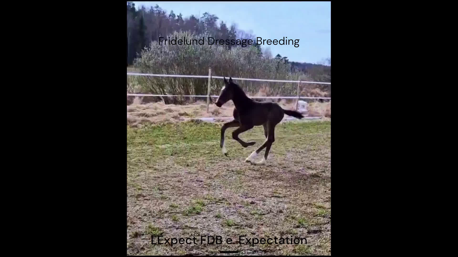 Dressyr hästar till salu: Välstammad hingst av internationell modell i Västerås - Video 3