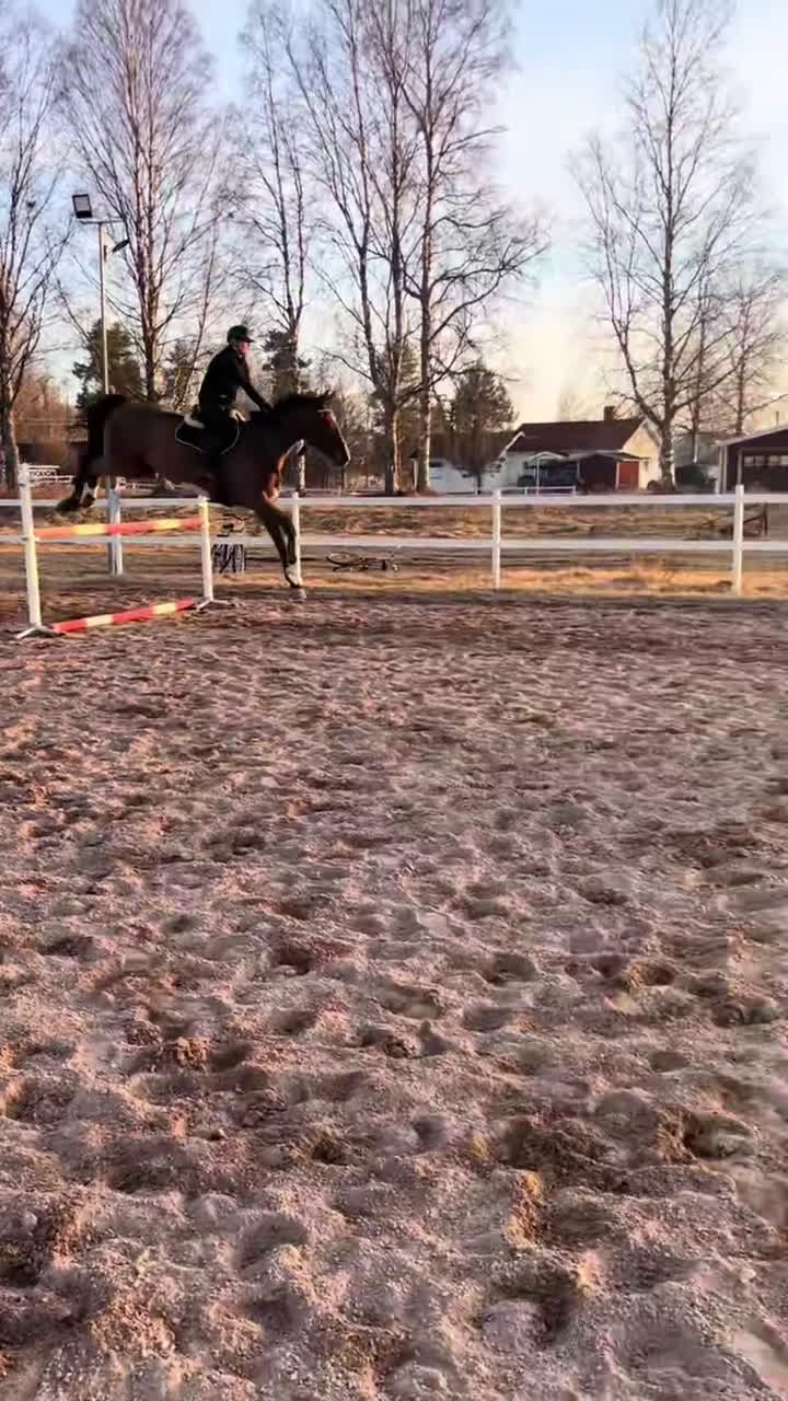 Hoppning hästar till salu: Hopp/fälttävlanshäst med allt man söker! 🌟 i Rättvik - Video 1