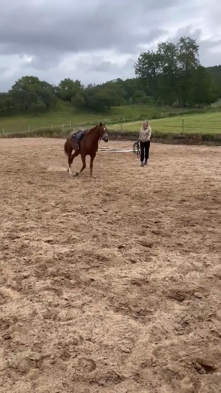 Allround hästar till salu: Vacker ungponny! - Video 1