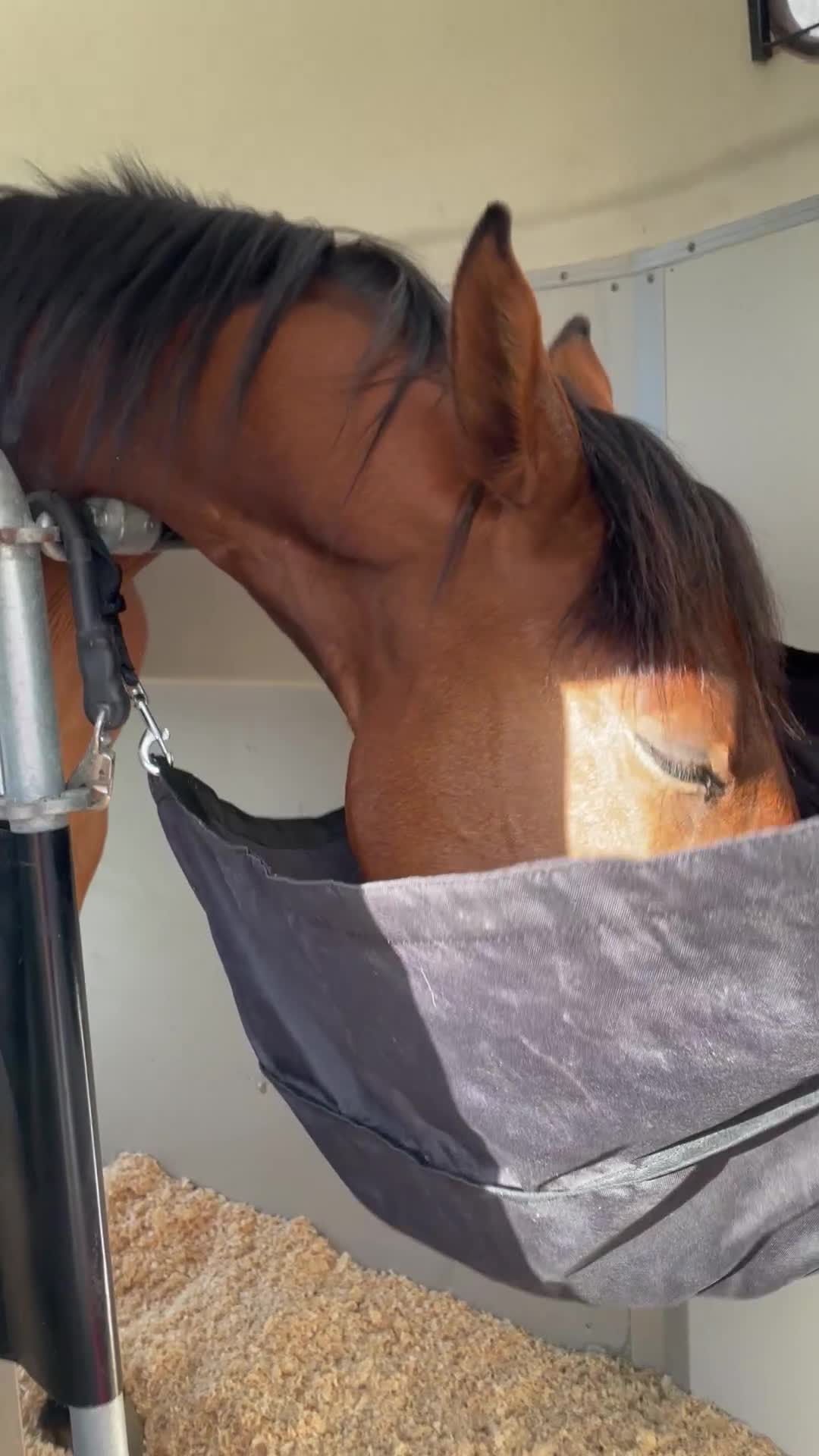Allround hästar till salu: Vackert tvåårs sto - Video 1