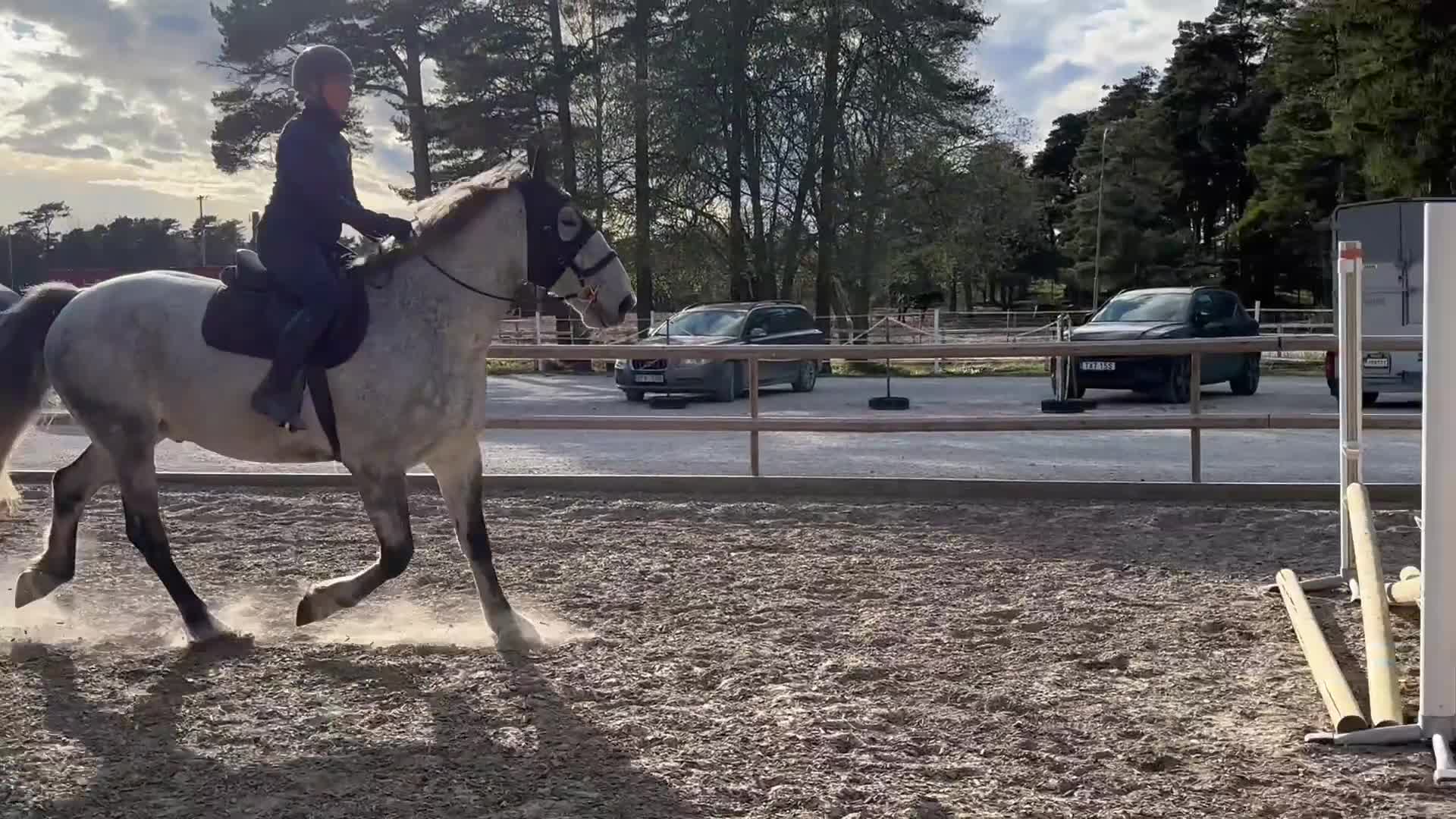 Allround hästar till salu: Jumbo söker nytt hem - Video 3