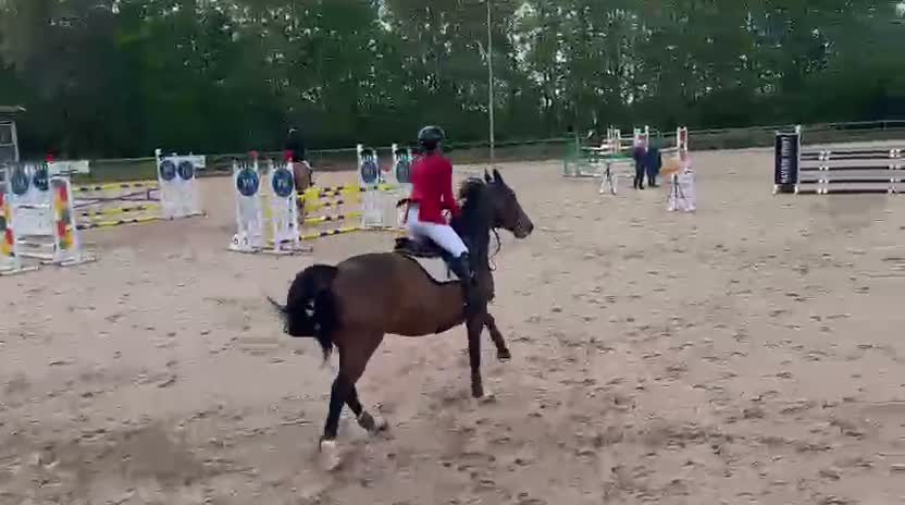 Hoppning hästar till salu: Fint sto född -19 - Video 1