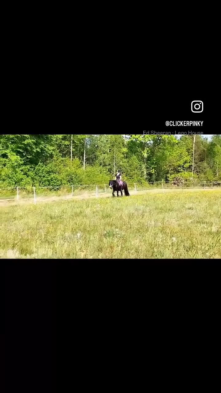 Allround hästar till salu: Världens finaste Pinky - Video 1