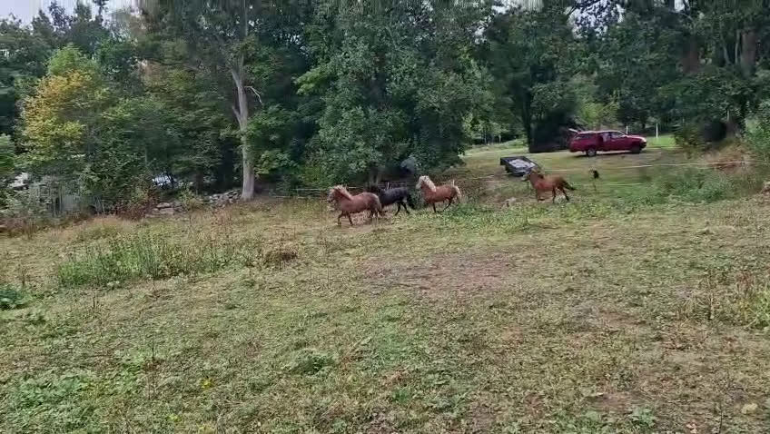 Island hästar till salu: 3 islandsston av hög kvalitet säljes pga flytt  i Fjärås - Video 2