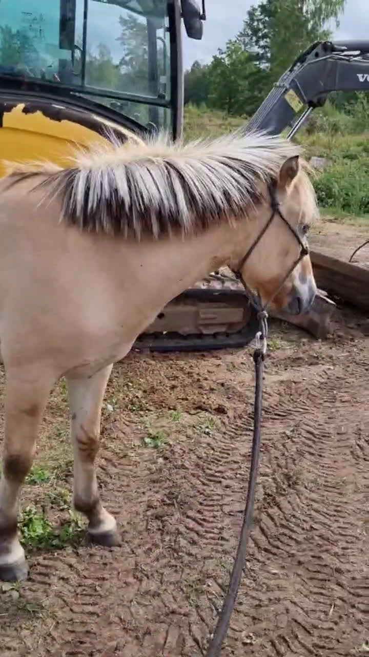 Övrigt hästar till salu: blivande livsförsäkring fjordis 1år i Ruda - Video 2
