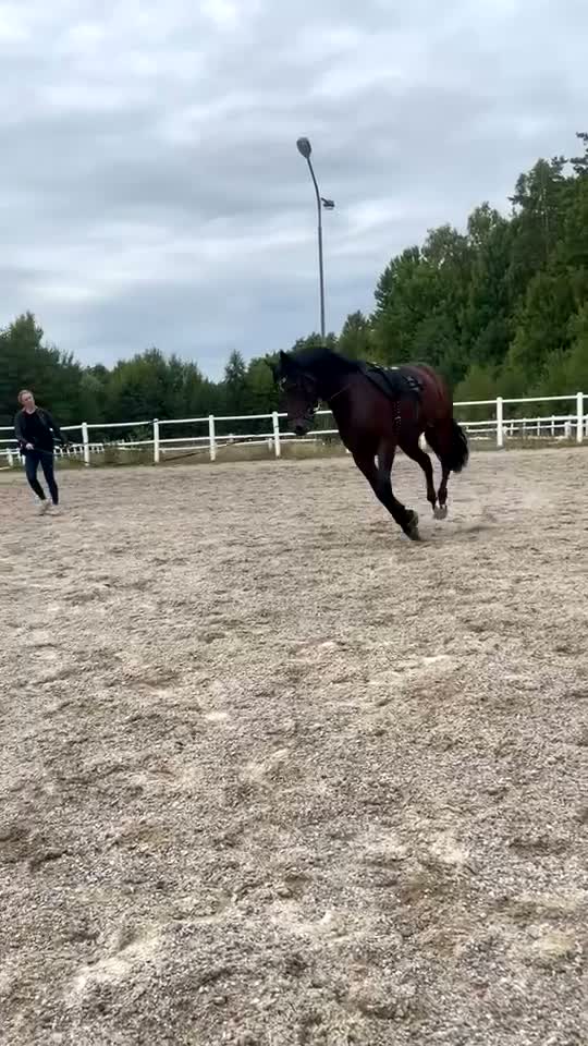 Hoppning hästar till salu: Fin ponny med kapacitet  - Video 3