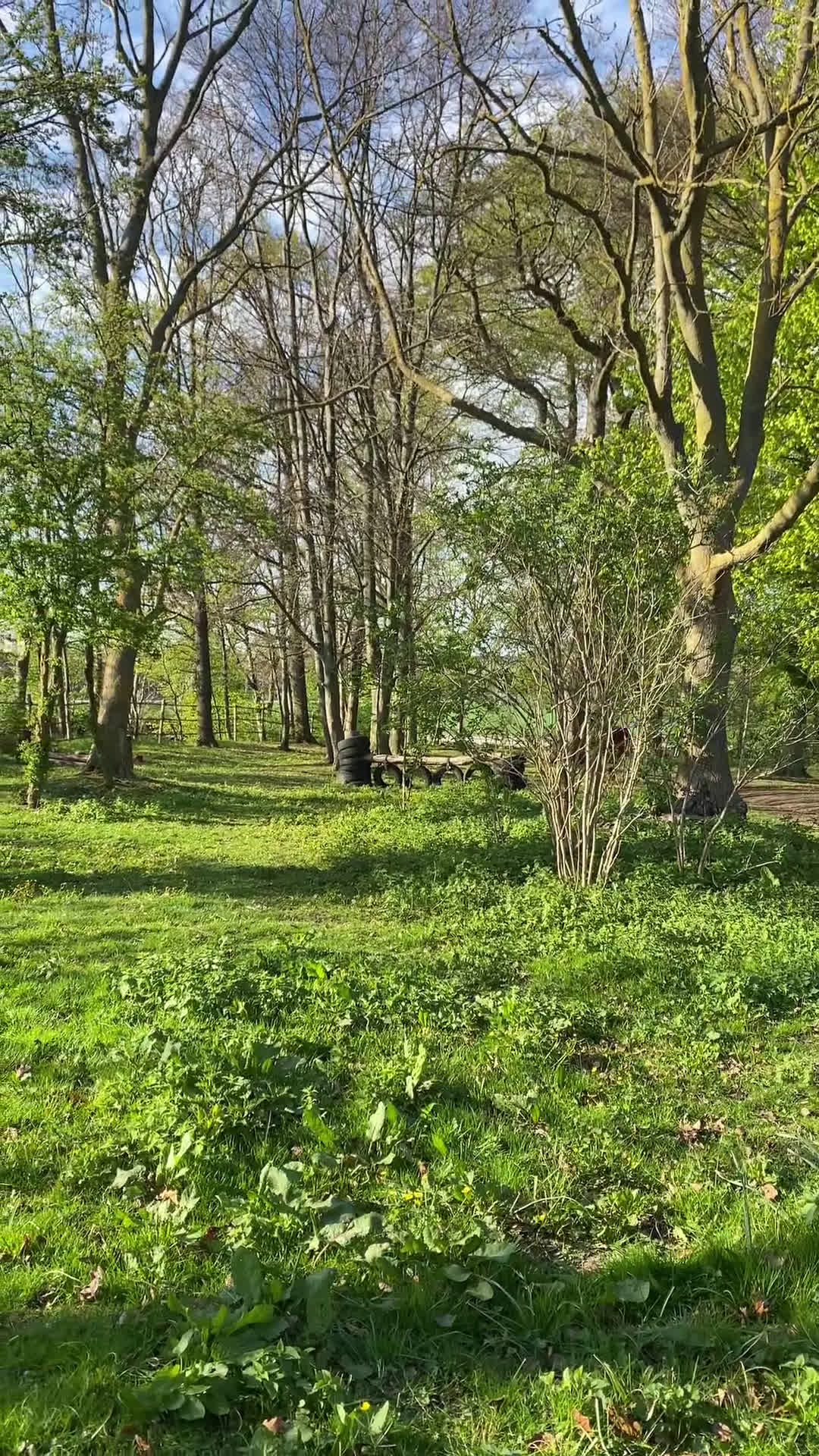 Allround hästar till salu: Fantastiskt sött sto i Tomelilla - Video 4