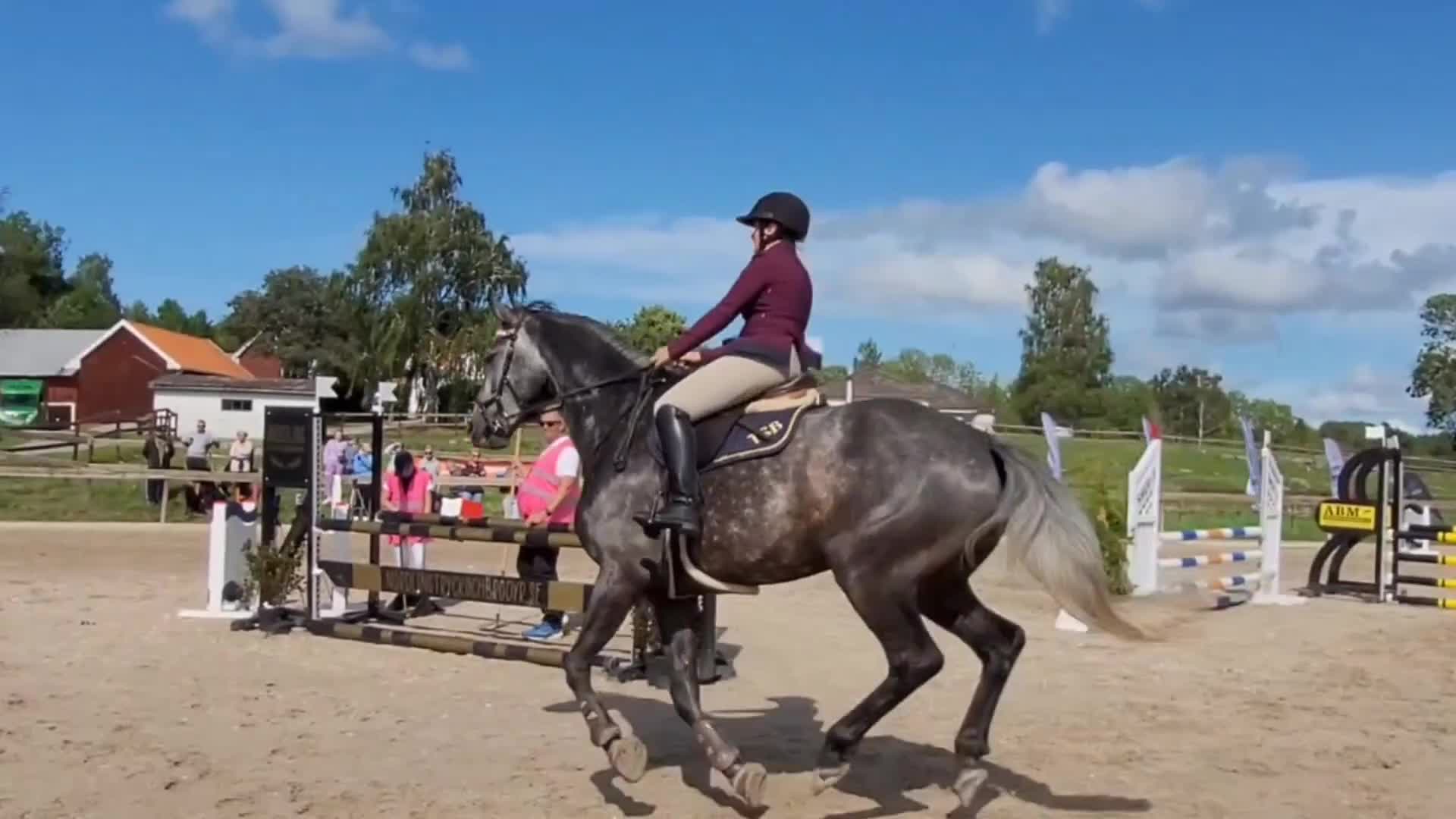 Hoppning hästar till salu: Otroligt tillfälle för topphäst - Video 2