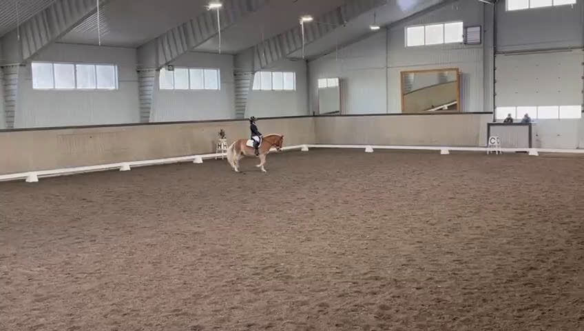 Dressyr hästar till salu: Blickfångare till tävlingsryttare i dressyr i Jönåker - Video 4