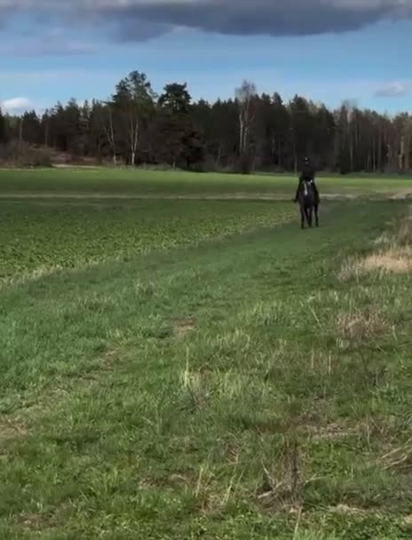Hoppning hästar till salu: Hopp/Fälttävlan talang - Video 3