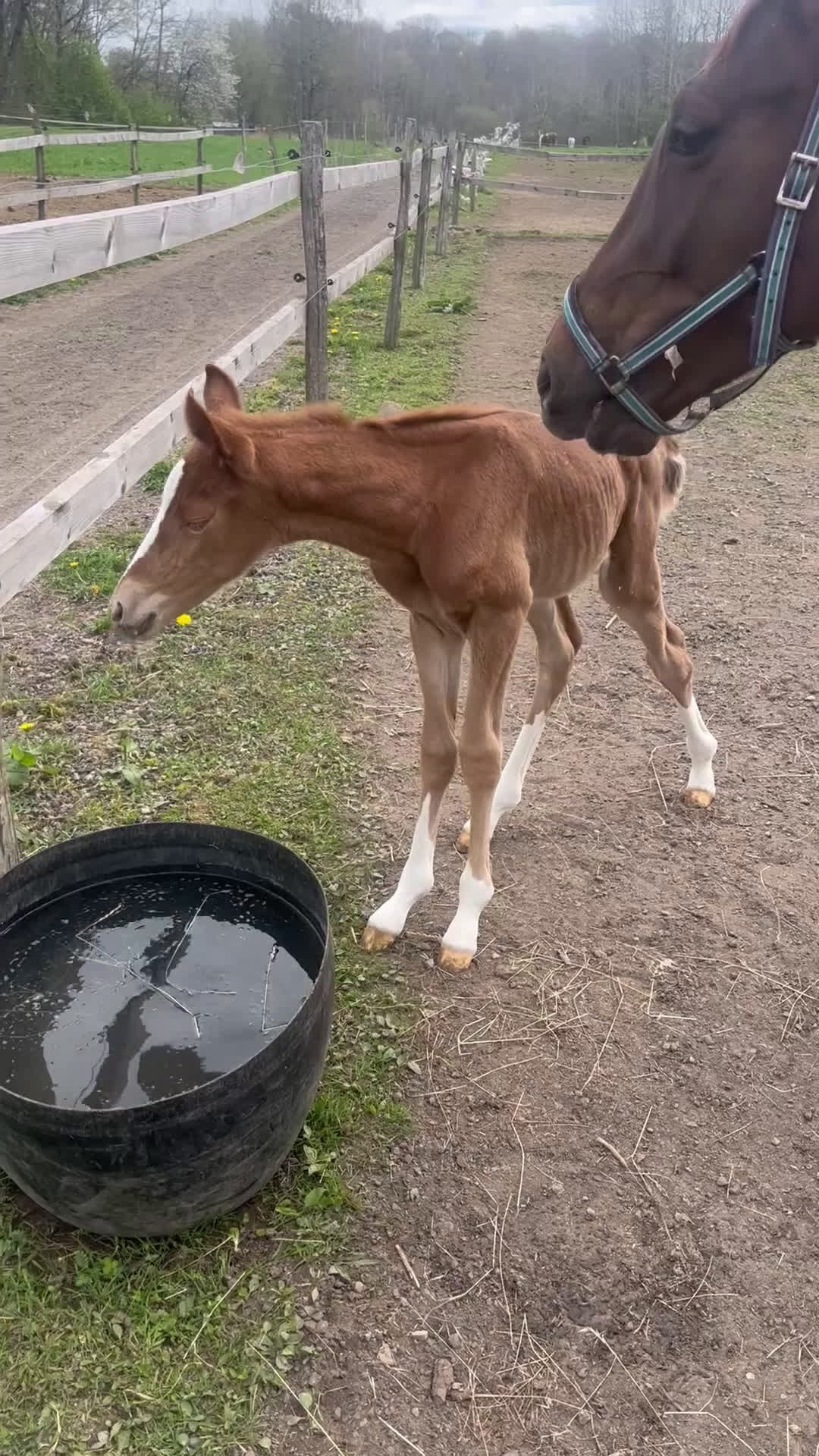 Dressyr hästar till salu: Framtidslöfte med utstrålning  i Helsingborg - Video 1