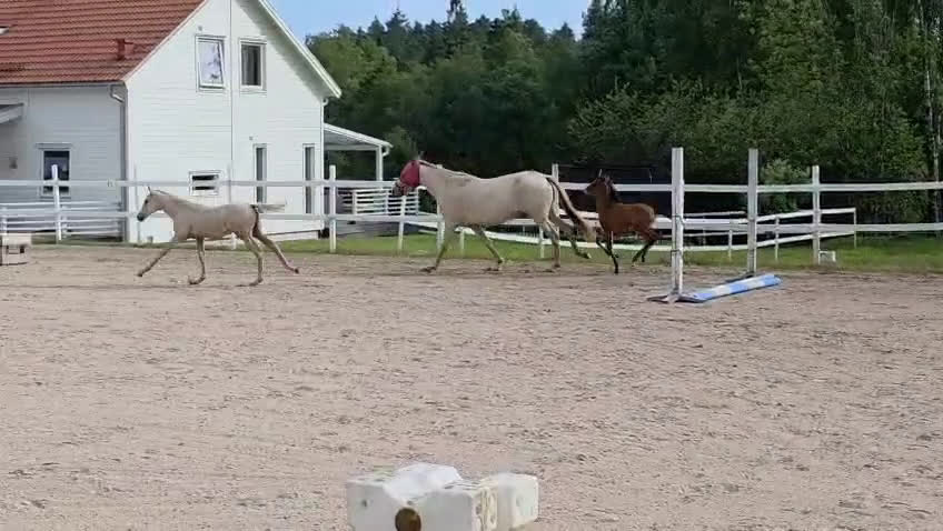 Dressyr hästar till salu:  PRE kille för den kräsna 💙 Palomino. Passa på i Veddige - Video 1
