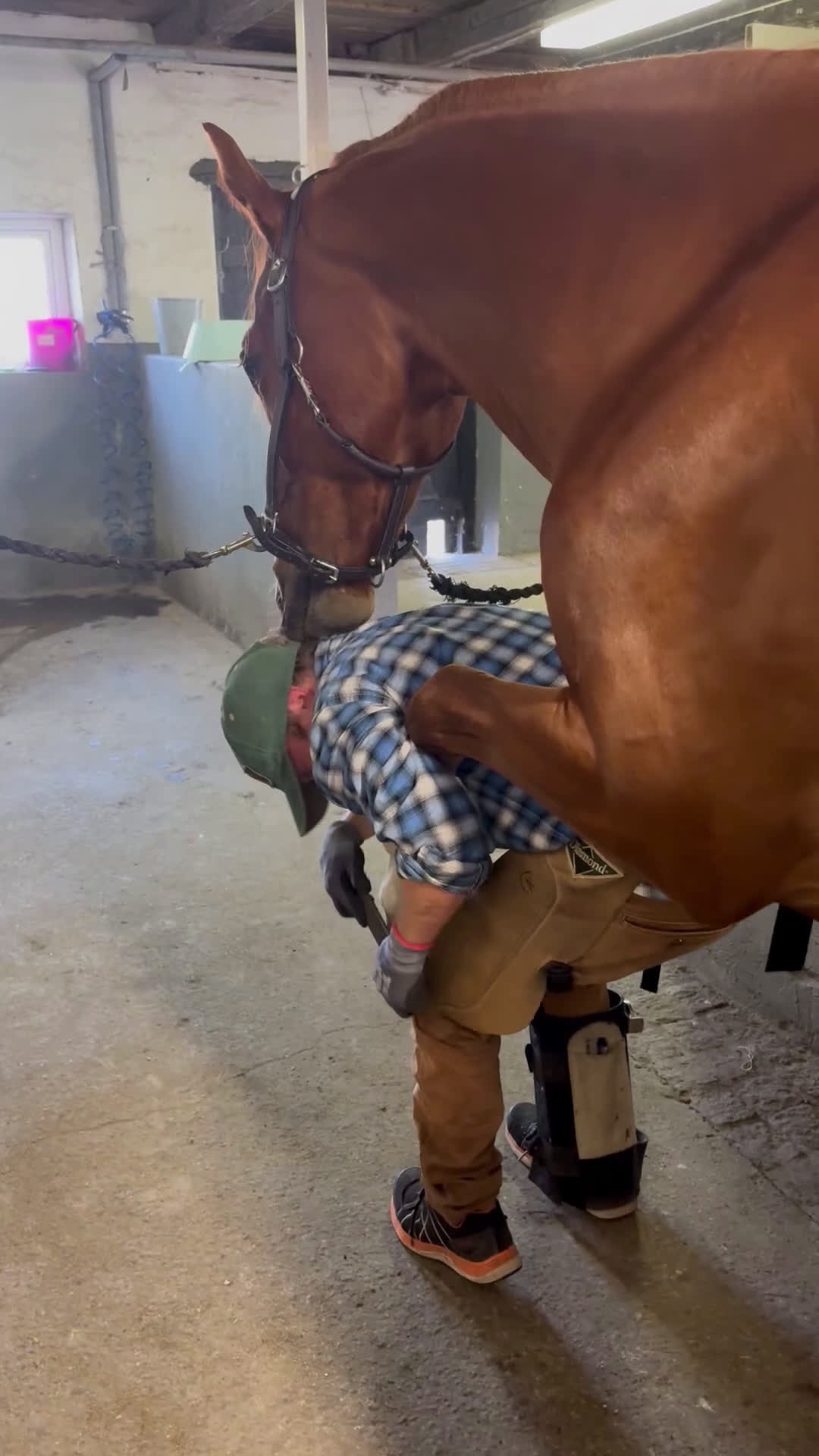 Allround hästar till salu: Finaste killen i Trelleborg - Video 2