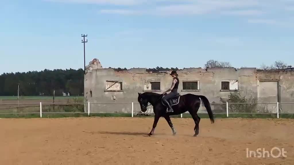 Allround hästar till salu: Wonderful 6-year-old gelding for everyone - Video 1