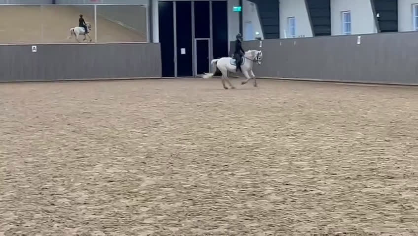 Hoppning hästar till salu: Sportig Welshponny för satsande ryttare - Video 1