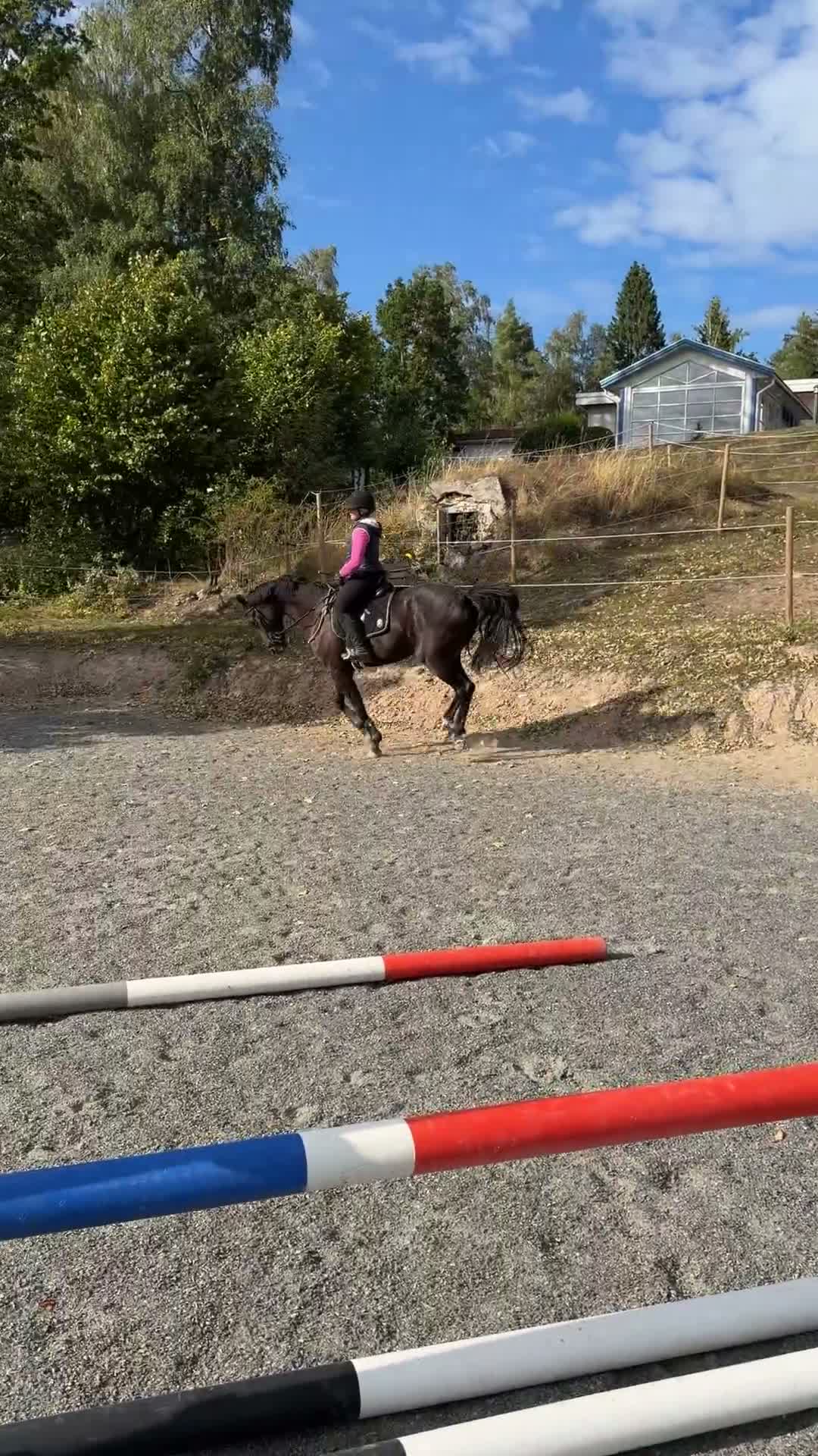 Dressyr hästar till salu: Vackraste hästen  - Video 1
