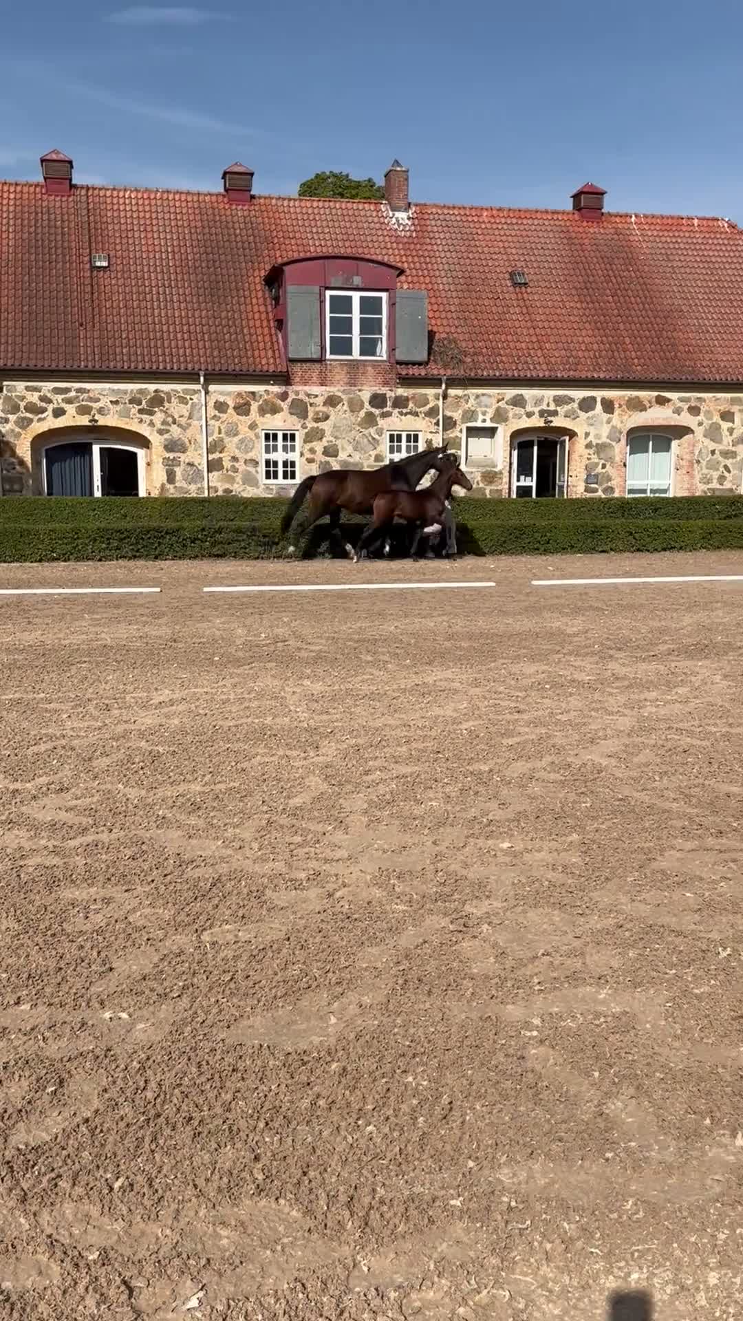 Dressyr hästar till salu: Fantastiskt fint & rörligt föl i Vollsjö - Video 3