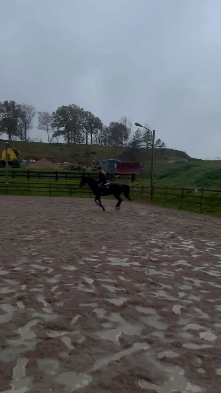  medryttarhäst sökes: Sökes medryttarhäst  i Gråbo - Video 3