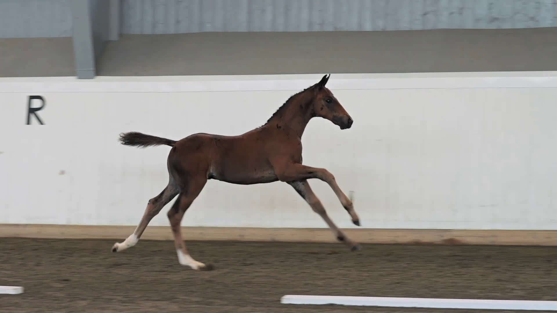 Dressyr hästar till salu: ⭐️ Hingstföl med karisma ⭐️ i Karlstad - Video 2