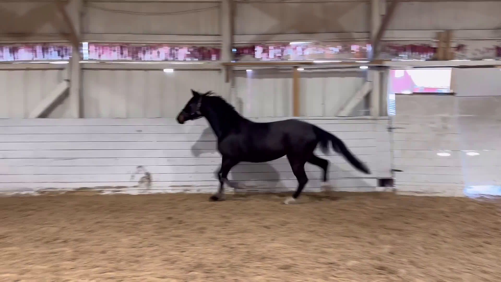 Hoppning hästar till salu: SWB 4åring - Video 4