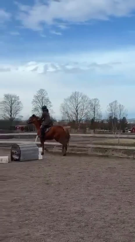 Hoppning hästar till salu: Arezzo VDL - Indoctro - Mr Blue - Video 1