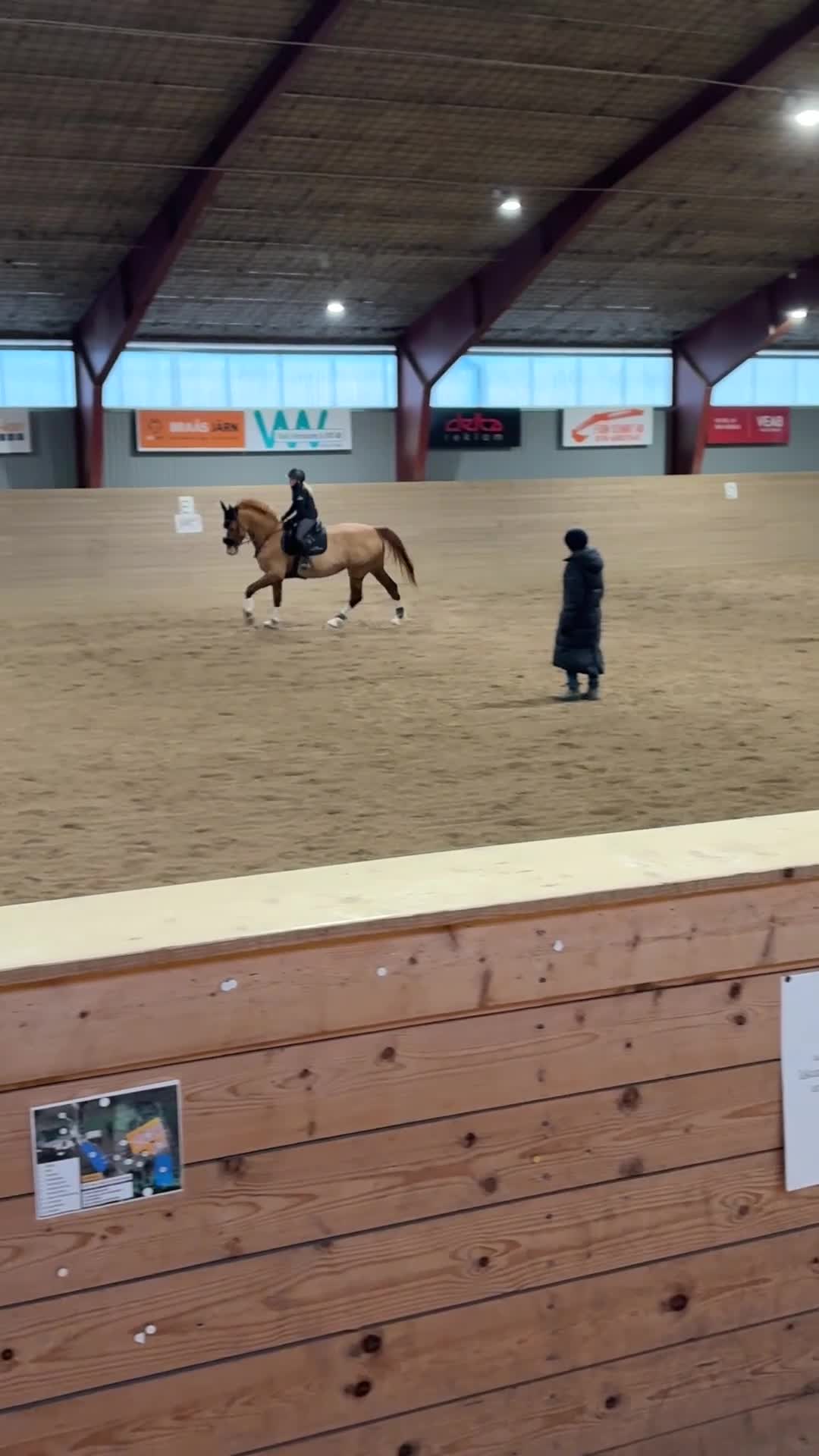 Allround hästar till salu: Trevligt sto - Video 2