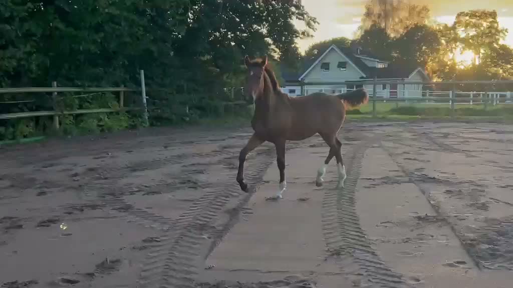 Hoppning hästar till salu: Topp stammad hoppföl i Knäred - Video 2