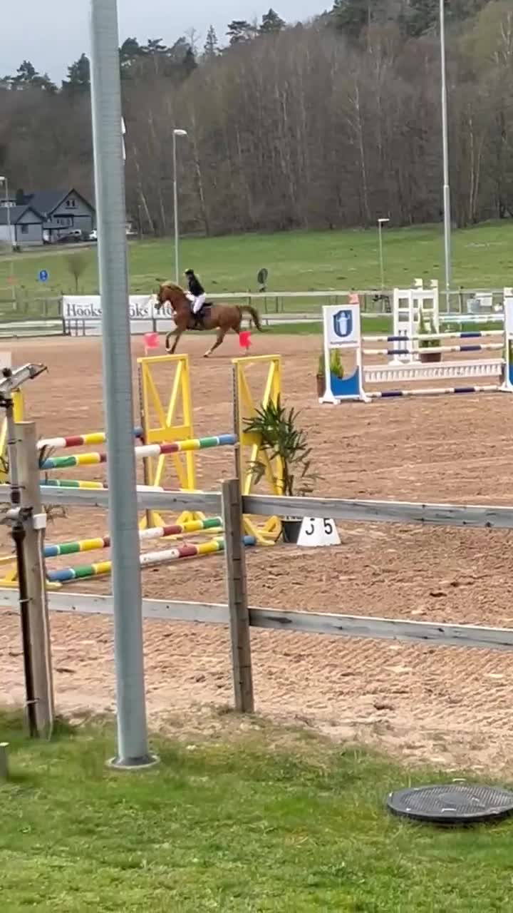 Hoppning hästar till salu: Kvick och sportig SWB valack  - Video 5