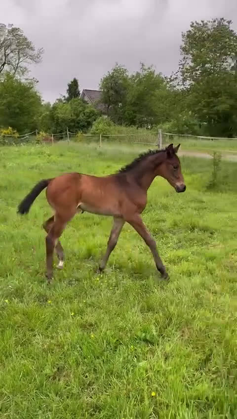 Hoppning hästar till salu: Fantastic Colt for Sale – by Hardrock Z x Indoctro i Ullared - Video 2