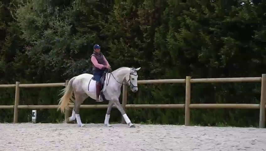 Dressyr hästar till salu: Framtida stjärna lusowarmblood  - Video 2