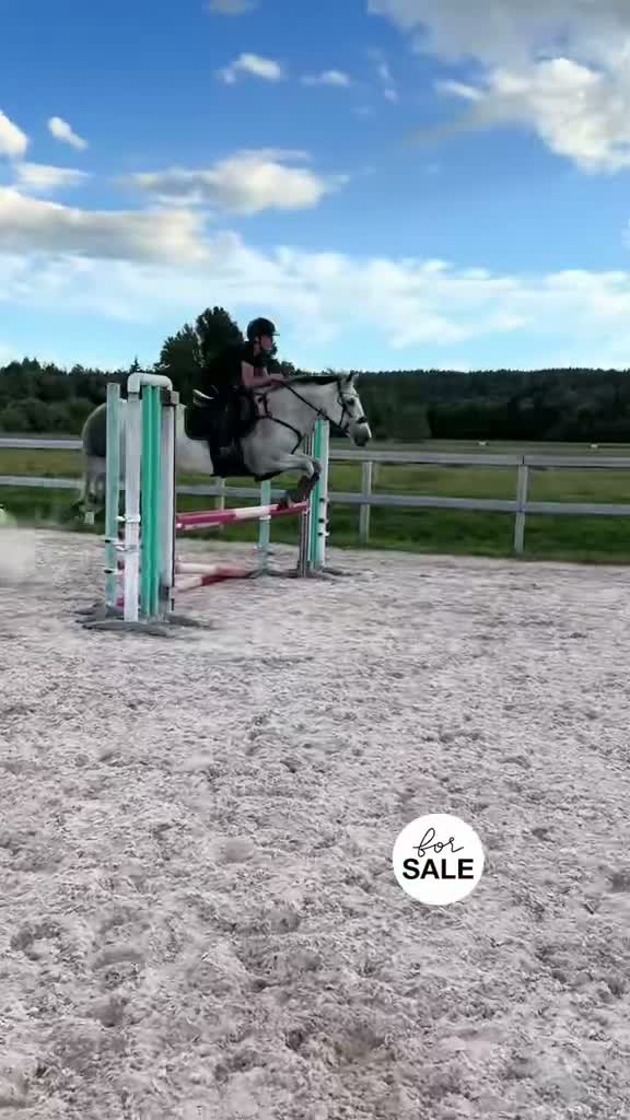 Hoppning hästar till salu: Världens snällaste ponny söker nytt hem  - Video 1