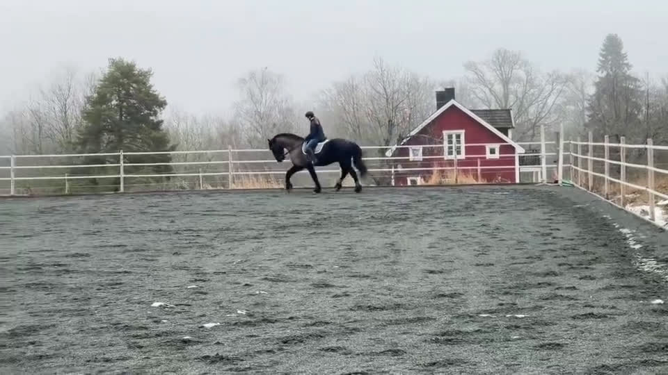 Allround hästar till salu: Fantastisk frieservalack i Nässjö - Video 3