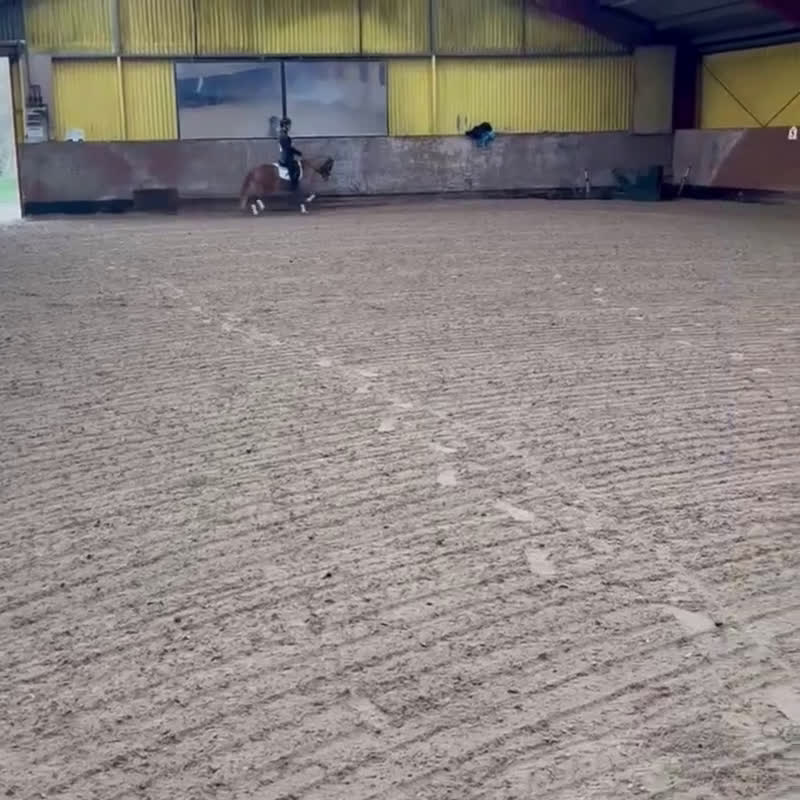 Allround hästar till salu: Vacker och lättlärd ponny till salu - Video 2