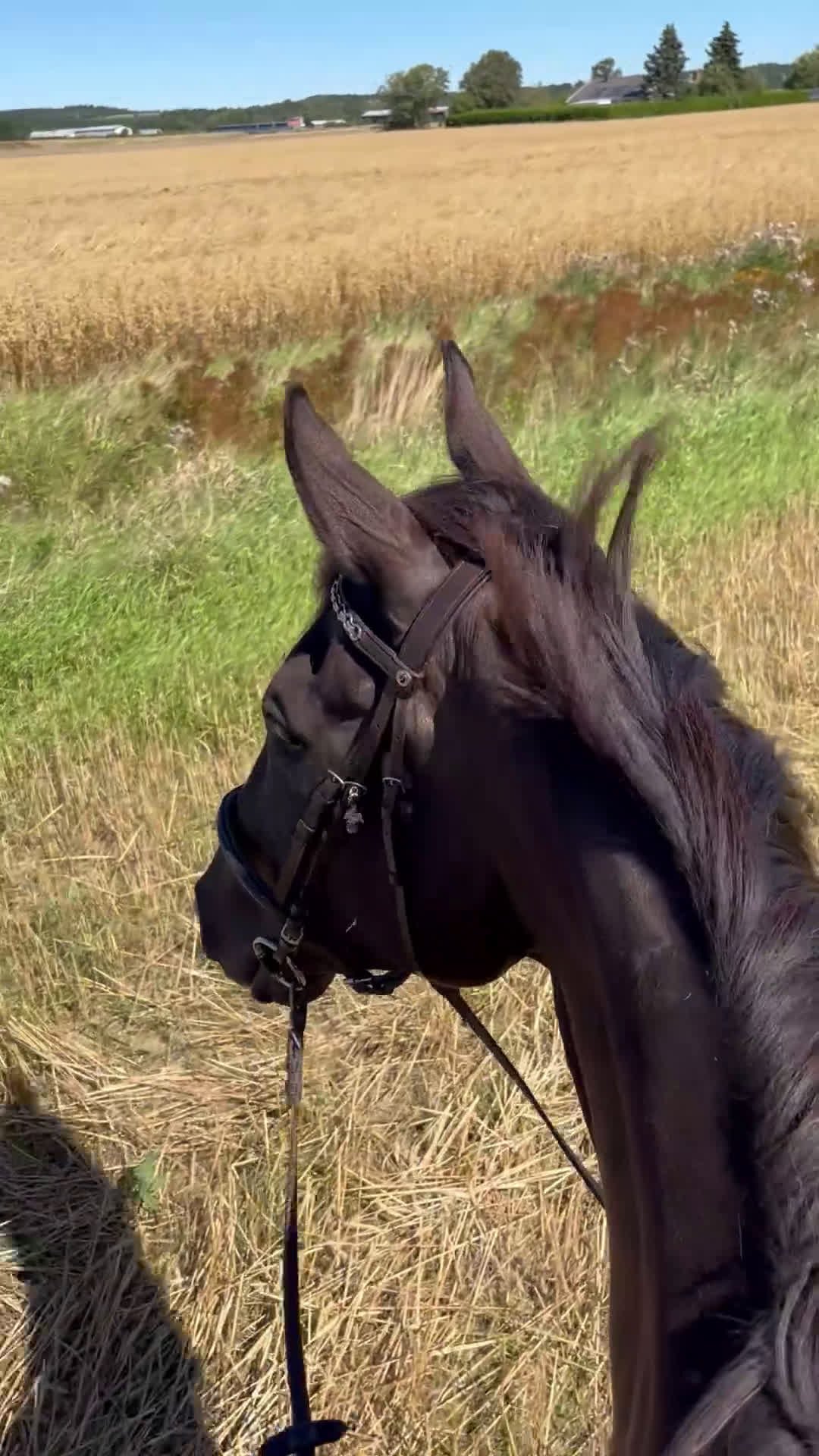 Allround hästar till salu: Lyxig hobbyhäst för dig med tålamod  - Video 3