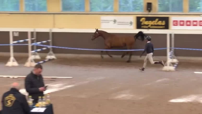 Hoppning hästar till salu: Unghästchampionat nästa år? i Edsbruk - Video 1