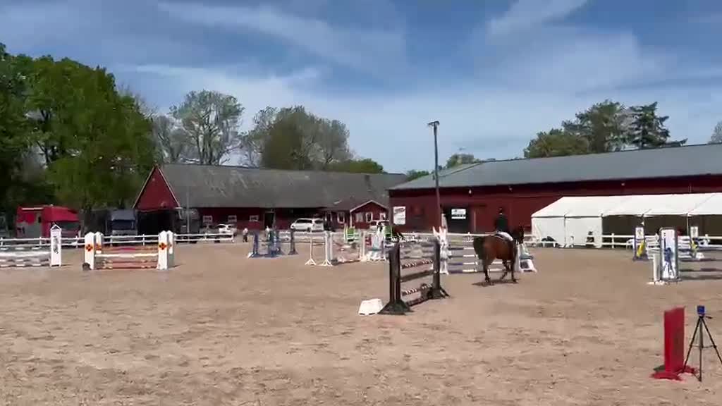 Hoppning hästar till salu: Häst för framtiden! - Video 1
