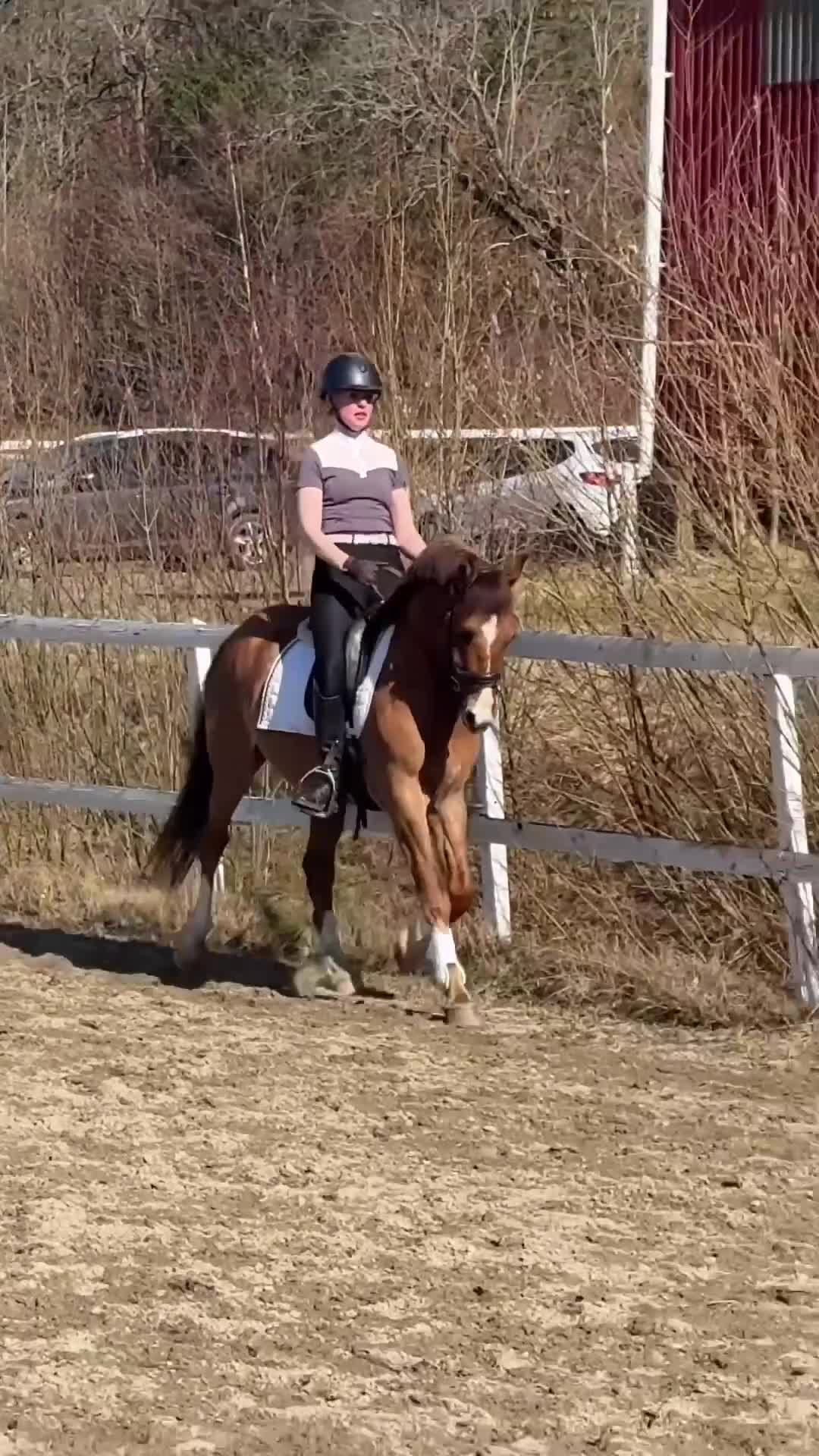 Dressyr hästar till salu: Fantastisk ungponny - Video 1