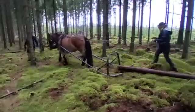 Allround hästar till salu: Sto 2år - Video 2
