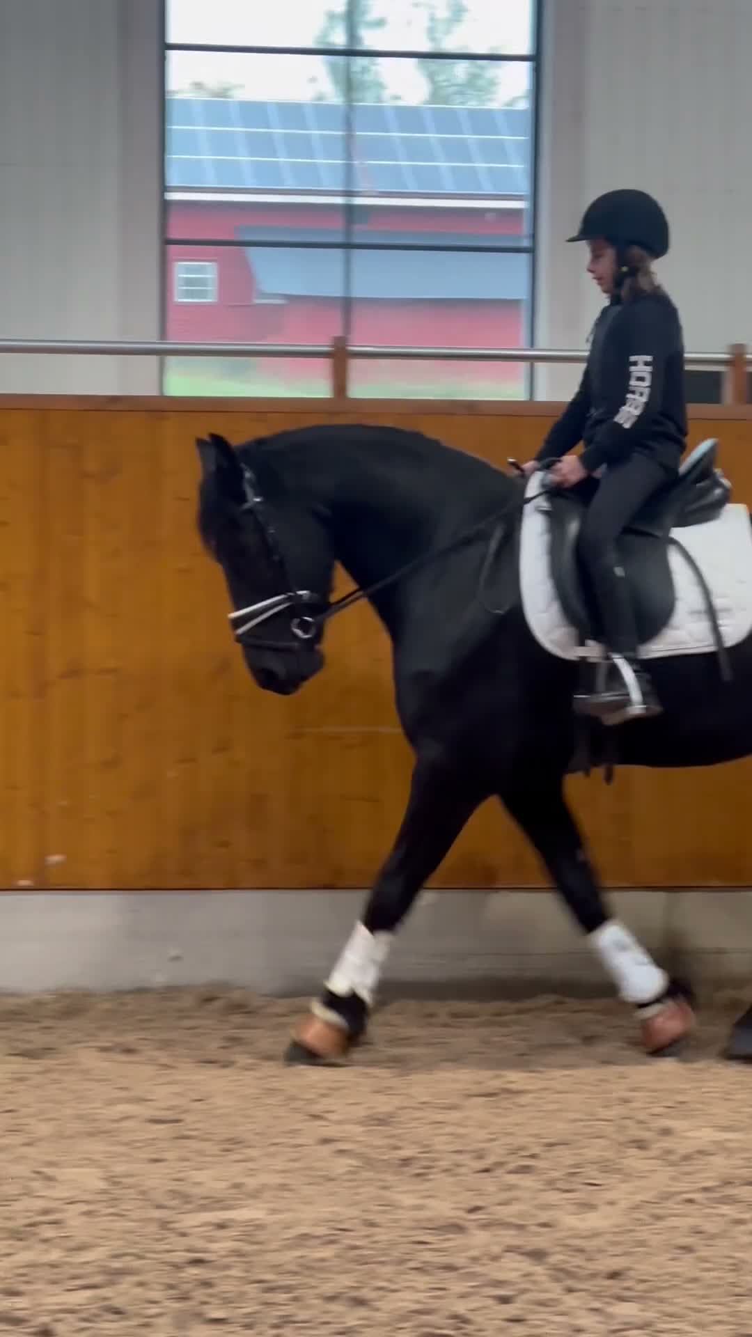Allround hästar till salu: Superfint Friesersto med prestationshärstammning  - Video 1