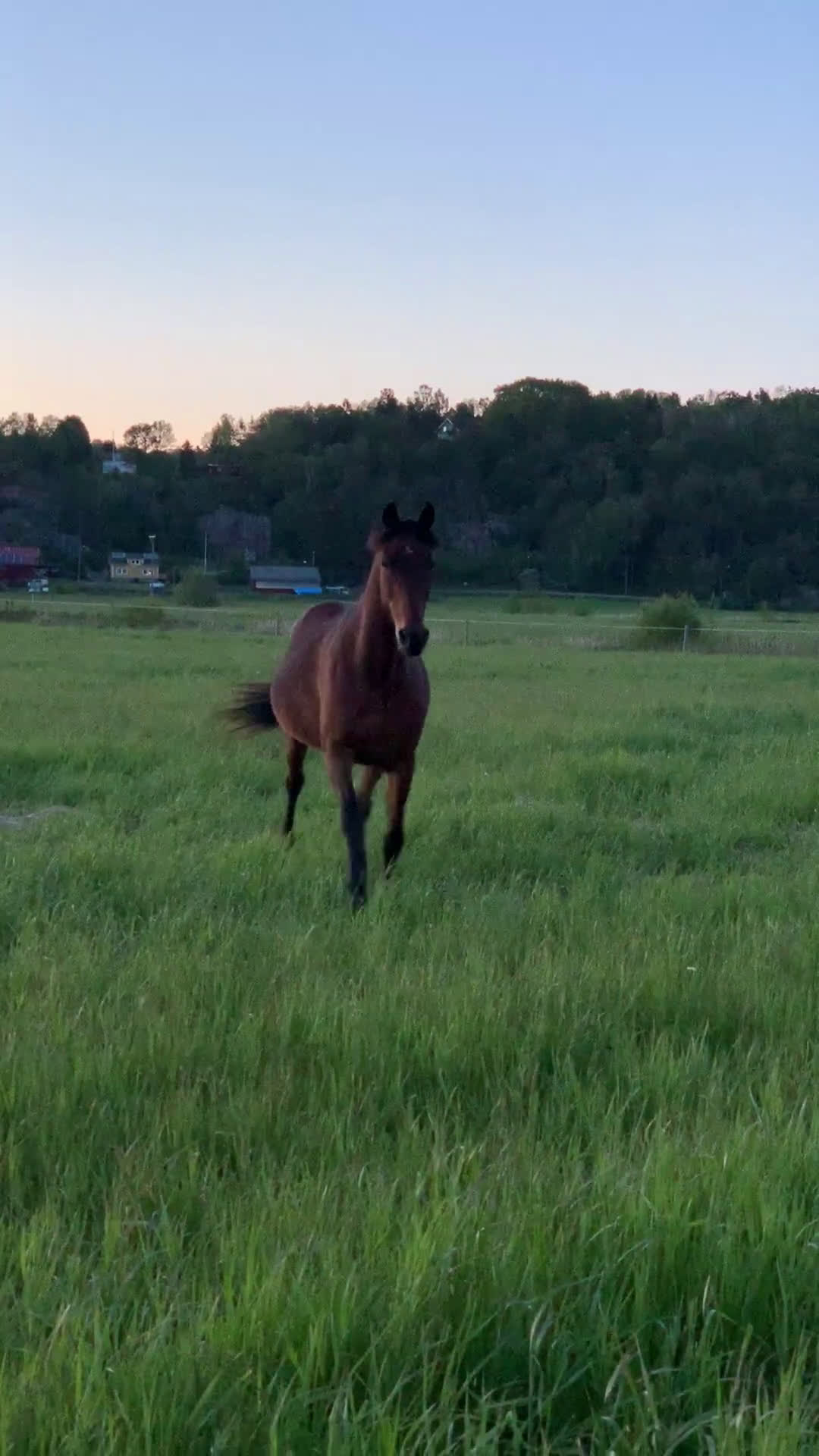  stallplats finnes: Sommarbete Lindome  i Lindome - Video 2