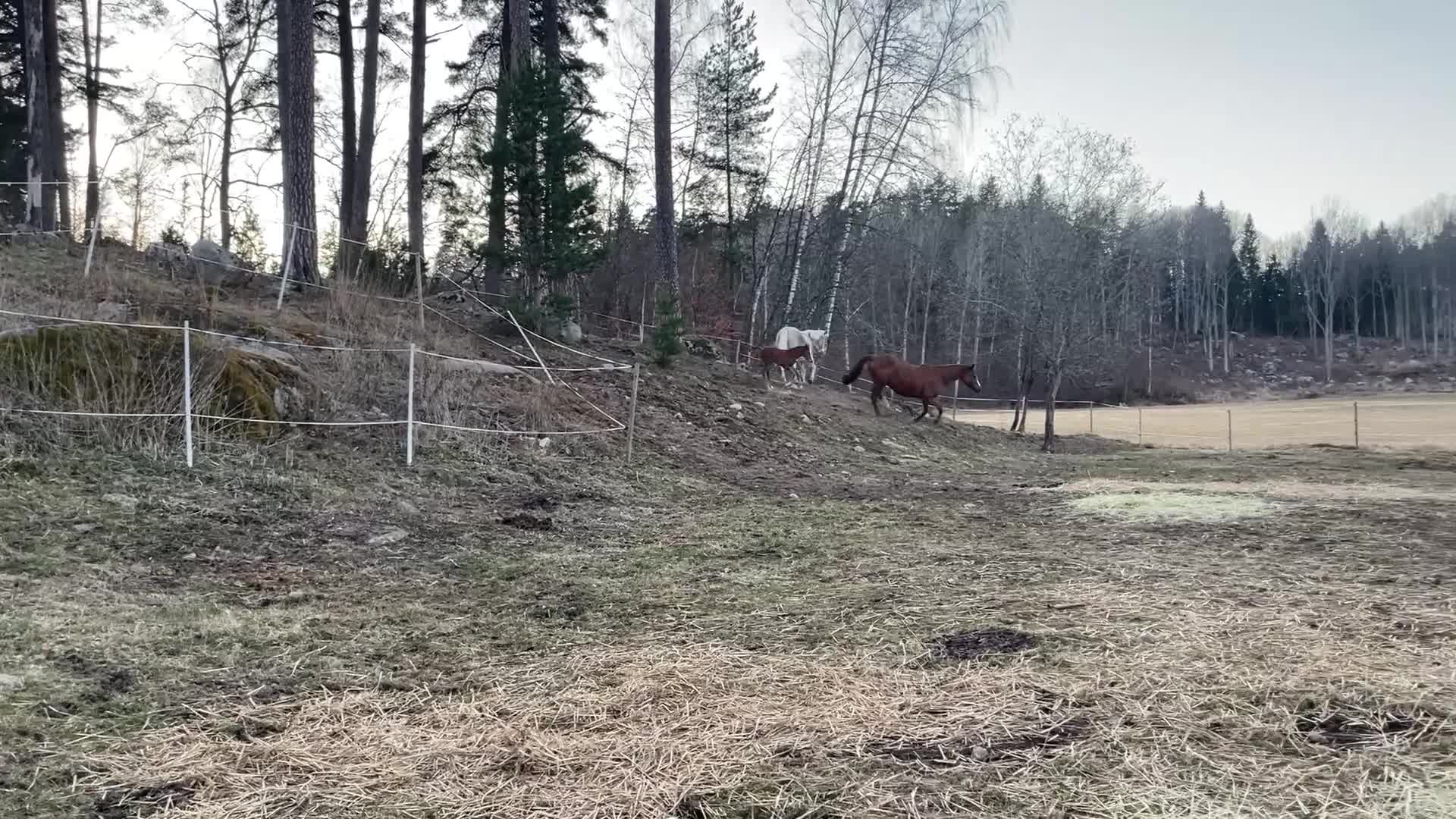 Hoppning hästar till salu: Framtida stjärna ur prestations-möderne - Video 3