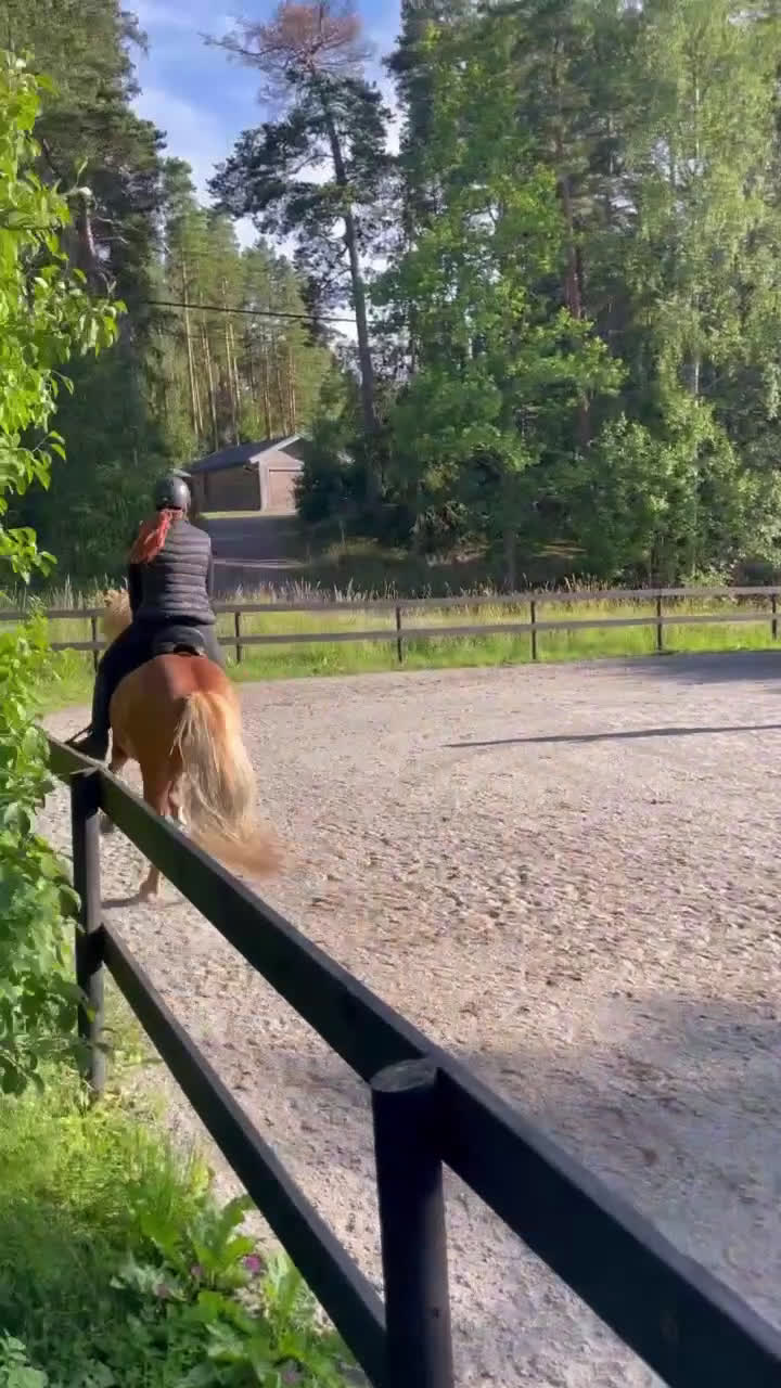 Island hästar till salu: Fantastiskt sto i Häggeby - Video 1